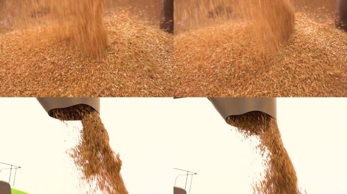 秋天丰收喜悦金色稻谷