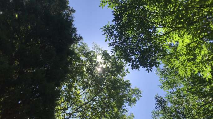 4k大树枝杈绿叶透光视频