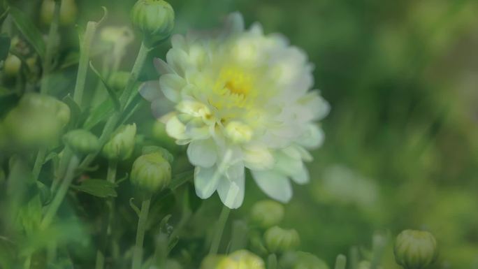 采摘菊花皇菊金丝皇菊采摘晾晒