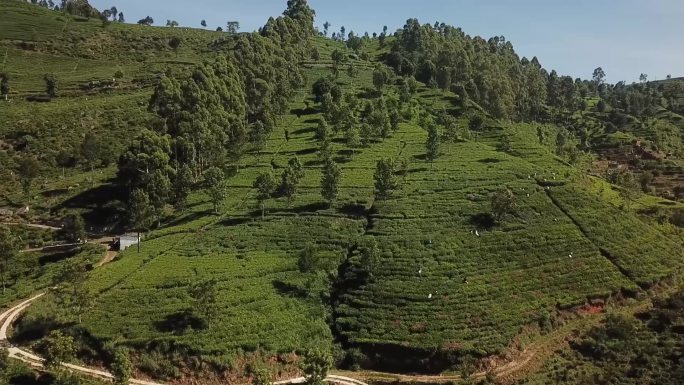 斯里兰卡茶山