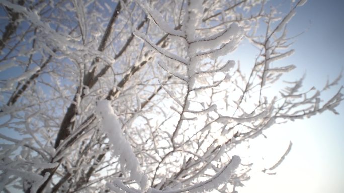 冬天树枝上的唯美落雪