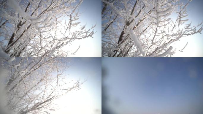 冬天树枝上的唯美落雪