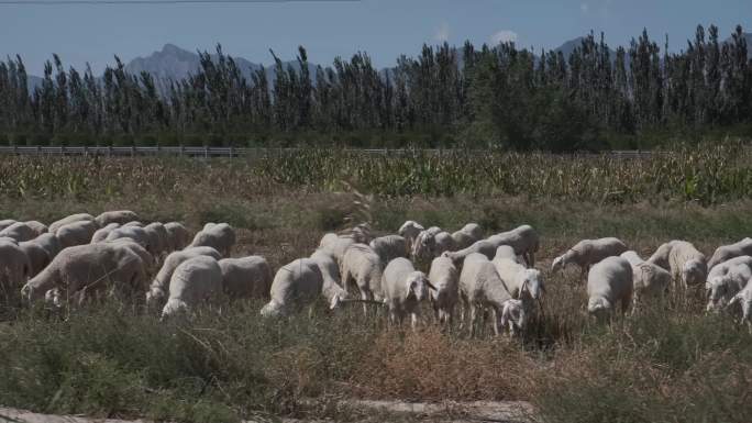 4K羊群吃草-2