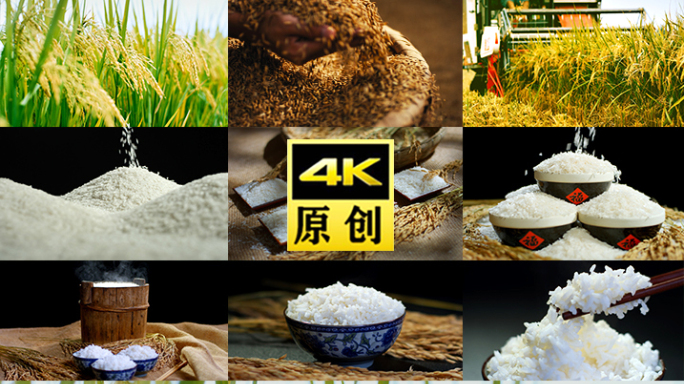 水稻稻谷大米米饭农业粮食丰收稻田乡村振兴