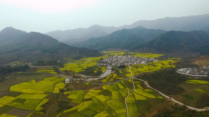 安徽黄山宏村西递油菜花航拍