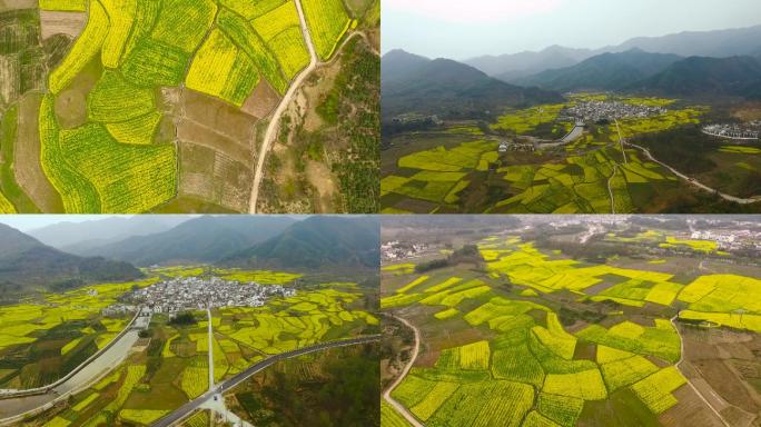 安徽黄山宏村西递油菜花航拍