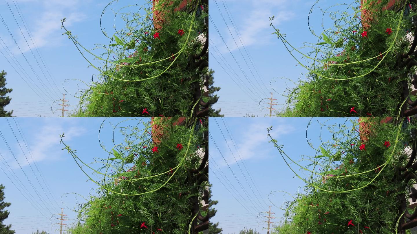 茑萝松绿篱4k 3840x2160 高清视频素材下载 编号 实拍视频 Vj师网www Vjshi Com