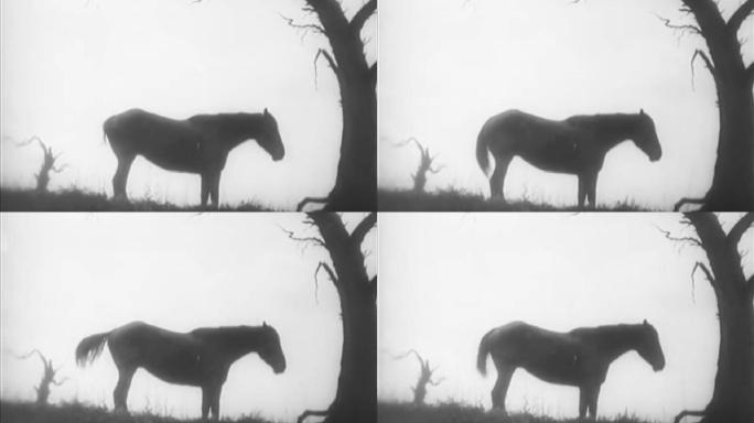 马匹剪影马匹黑白马马匹树下马匹