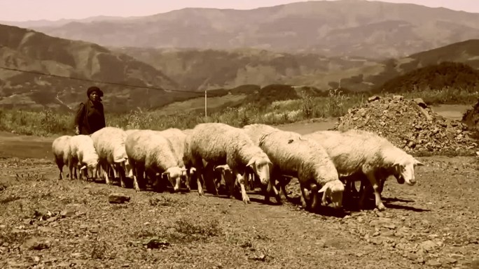80年代贫困山区放羊