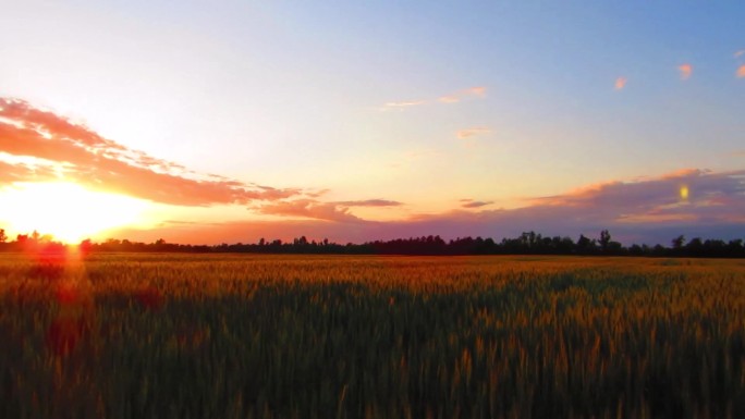 实拍夕阳稻田麦田