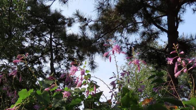 松树下的紫玉簪