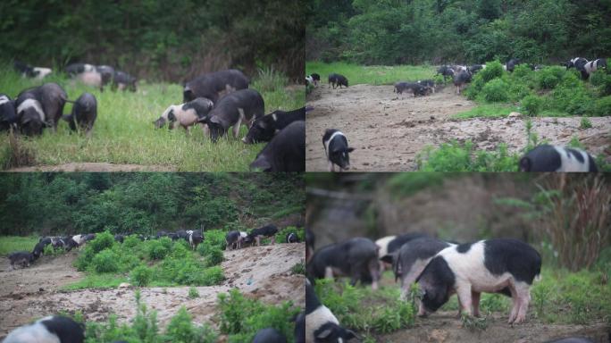 纯天然放养花猪地理标志