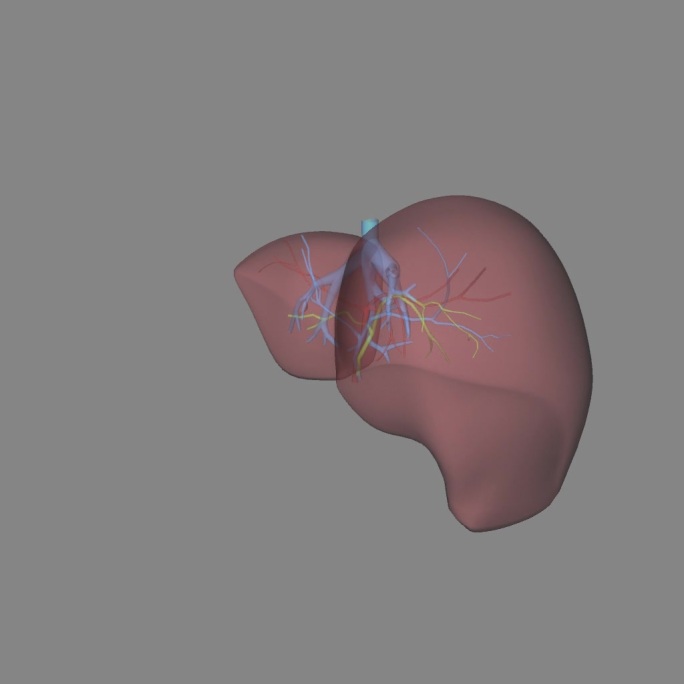 肝脏三维模型