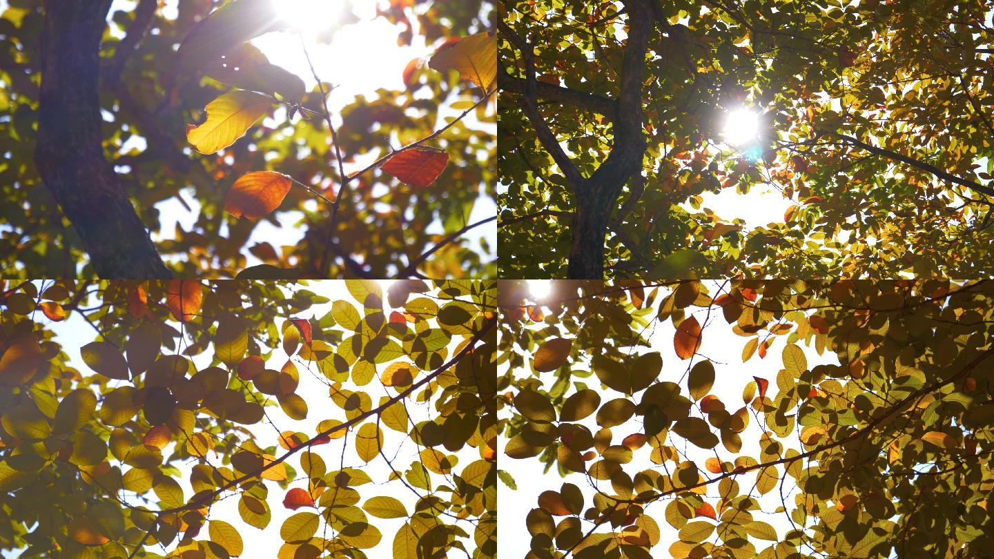 秋天落叶，唯美秋分秋叶阳光逆光4K视频