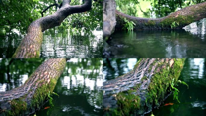 湖边歪倒的树上布满青苔