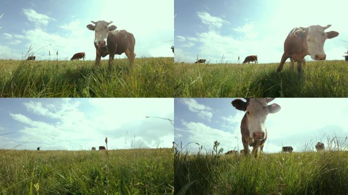 北方高原放养山牛奶牛草牛视频素材