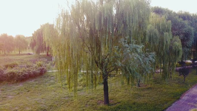 航拍秋日夕阳下的柳树