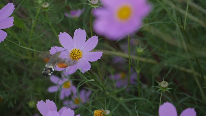 蜂鸟鹰蛾采蜜