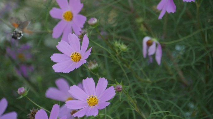 蜂鸟鹰蛾采蜜