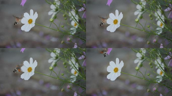 蜂鸟鹰蛾采蜜