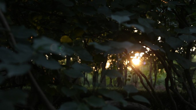树木丛间隙夕阳西下