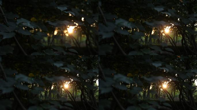 树木丛间隙夕阳西下