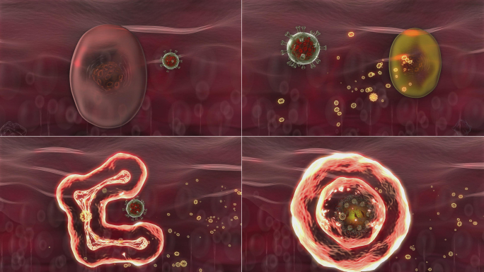 免疫细胞记录病毒特性传递给免疫吞噬细胞