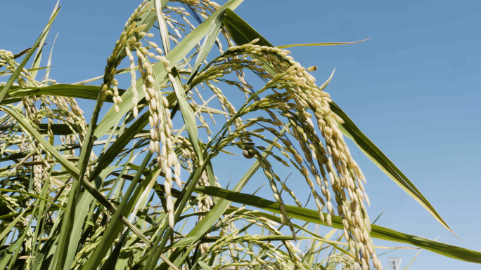 索尼FS7丰收的旱稻水稻打包素材（灰片）