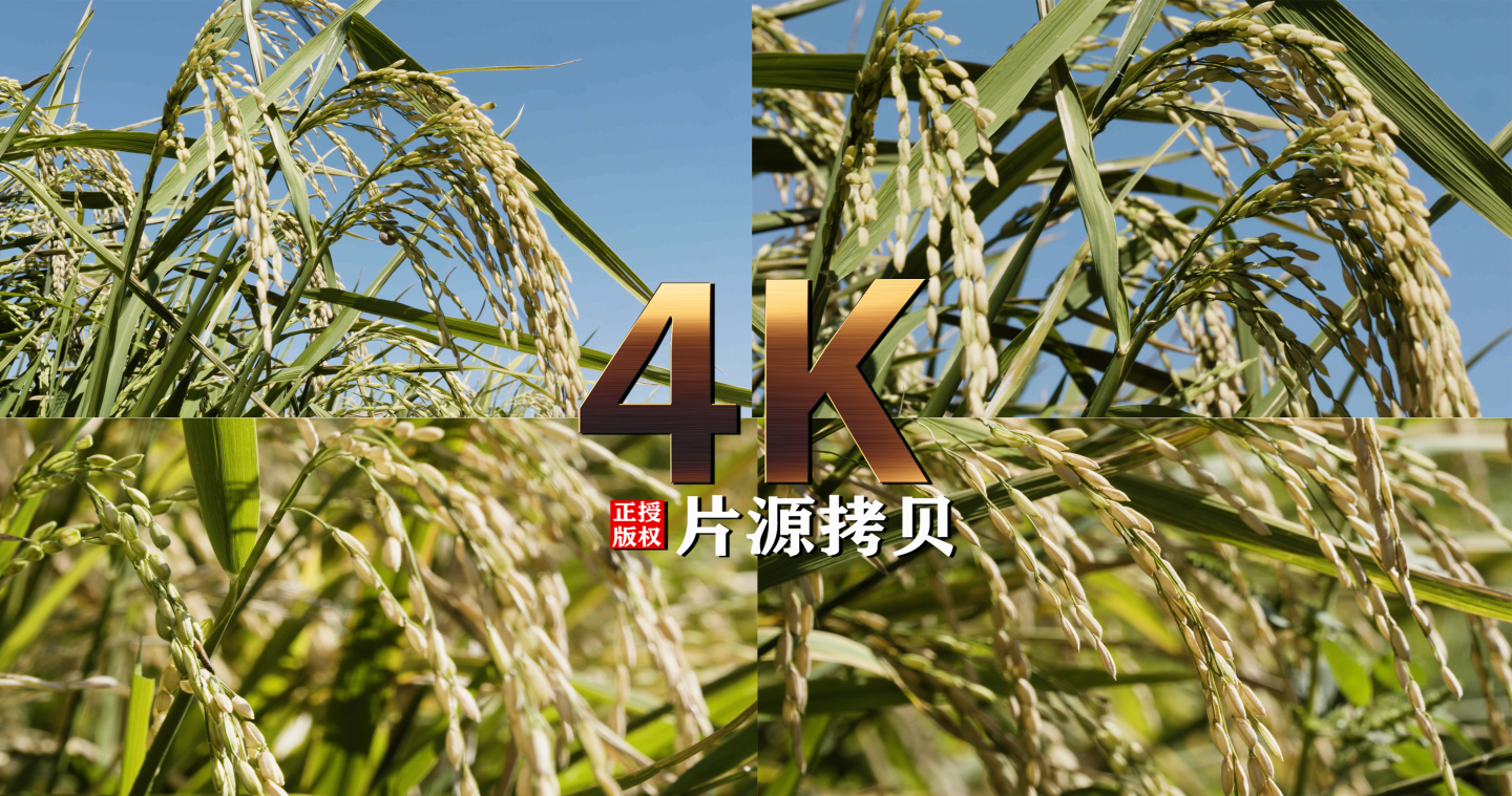 索尼FS7丰收的旱稻水稻打包素材（灰片）