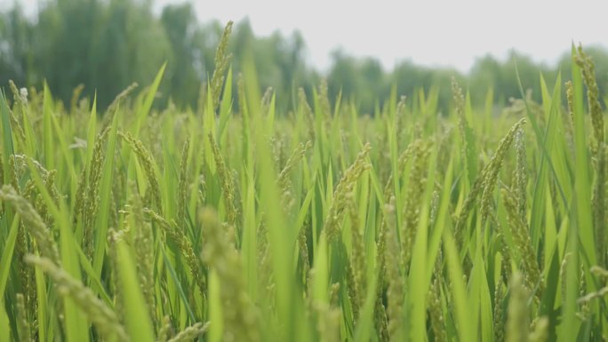 风吹动小麦