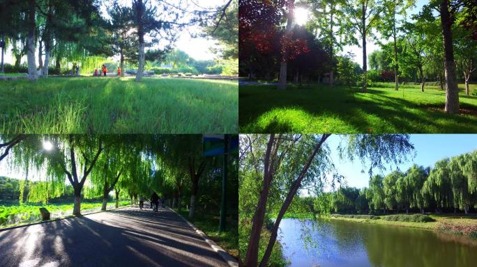【4K】早晨公园通州森林公园河畔绿色