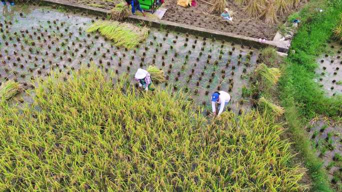4K航拍农民在稻田里收水稻第一段