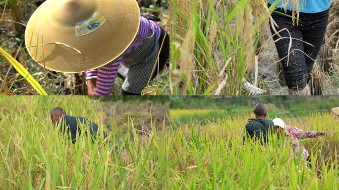 4K拍摄农民在田间收割水稻打谷子第五段