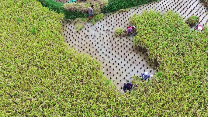 4K航拍农民在稻田里收割水稻打谷第三段