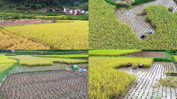 4K航拍农民在稻田里收割水稻打谷第三段