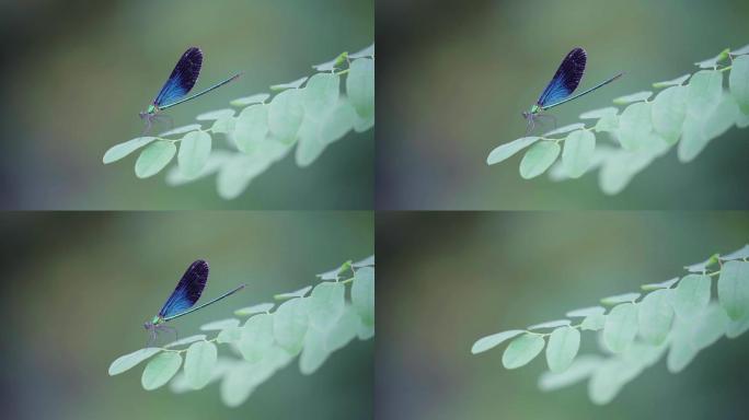 高清拍摄蓝色蜻蜓飞舞慢动作