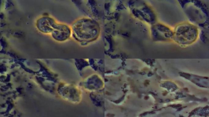 上世纪生命科学研究