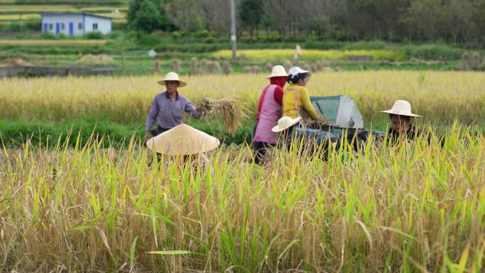 4K拍摄农民用打谷机在农田收水稻第六段