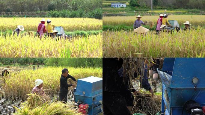 4K拍摄农民用打谷机在农田收水稻第六段