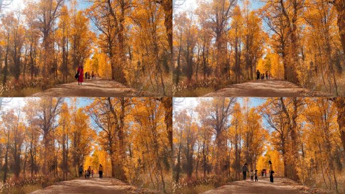 金塔胡杨林景区游客