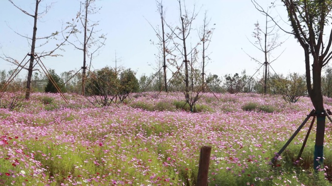 4K花海