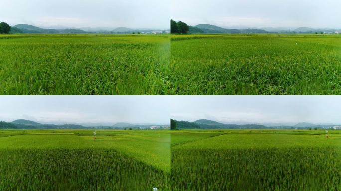 汉中洋县有机水稻航拍