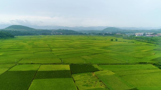 汉中洋县水稻航拍