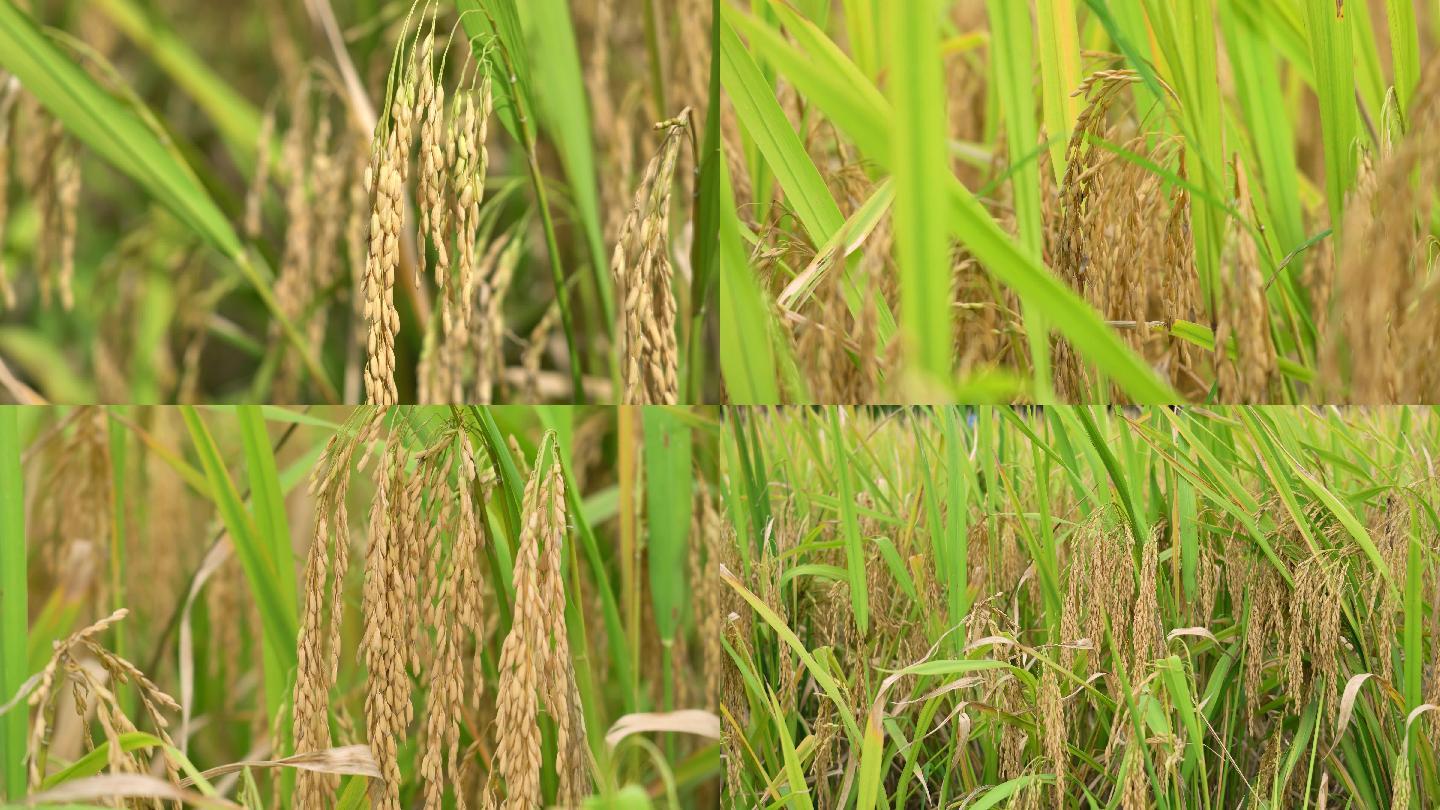 4K唯美特写成熟的金黄色水稻大米