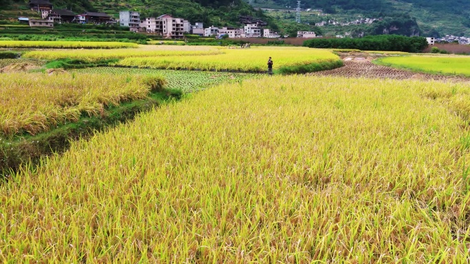 4K航拍农民在稻田里收割水稻打谷第二段