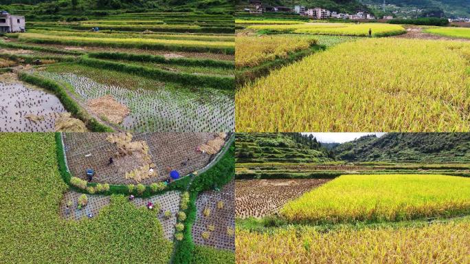 4K航拍农民在稻田里收割水稻打谷第二段