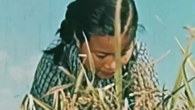 70年代农村水稻棉花