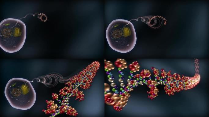 细胞核内染色体展开DNA双螺旋特写
