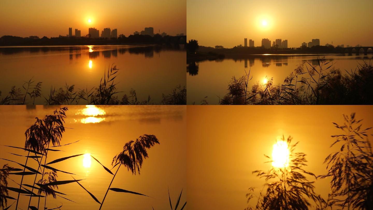【4K】城市日出延时太阳芦苇河边