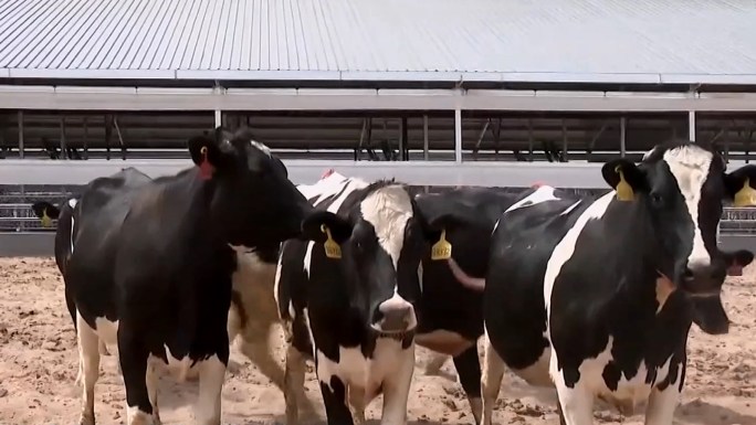 奶牛饲养场规模化养殖场
